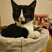 Stanley joined the competition — help win amazing prizes! cat, black_and_white, basket, fabric, flower_pattern, indoor, pet, feline, cute, curious, cozy, home, furniture, pink_cat_tree, whiskers, paws, portrait, relaxed, animal, domestic