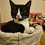 cat, black_and_white, basket, fabric, flower_pattern, indoor, pet, feline, cute, curious, cozy, home, furniture, pink_cat_tree, whiskers, paws, portrait, relaxed, animal, domestic