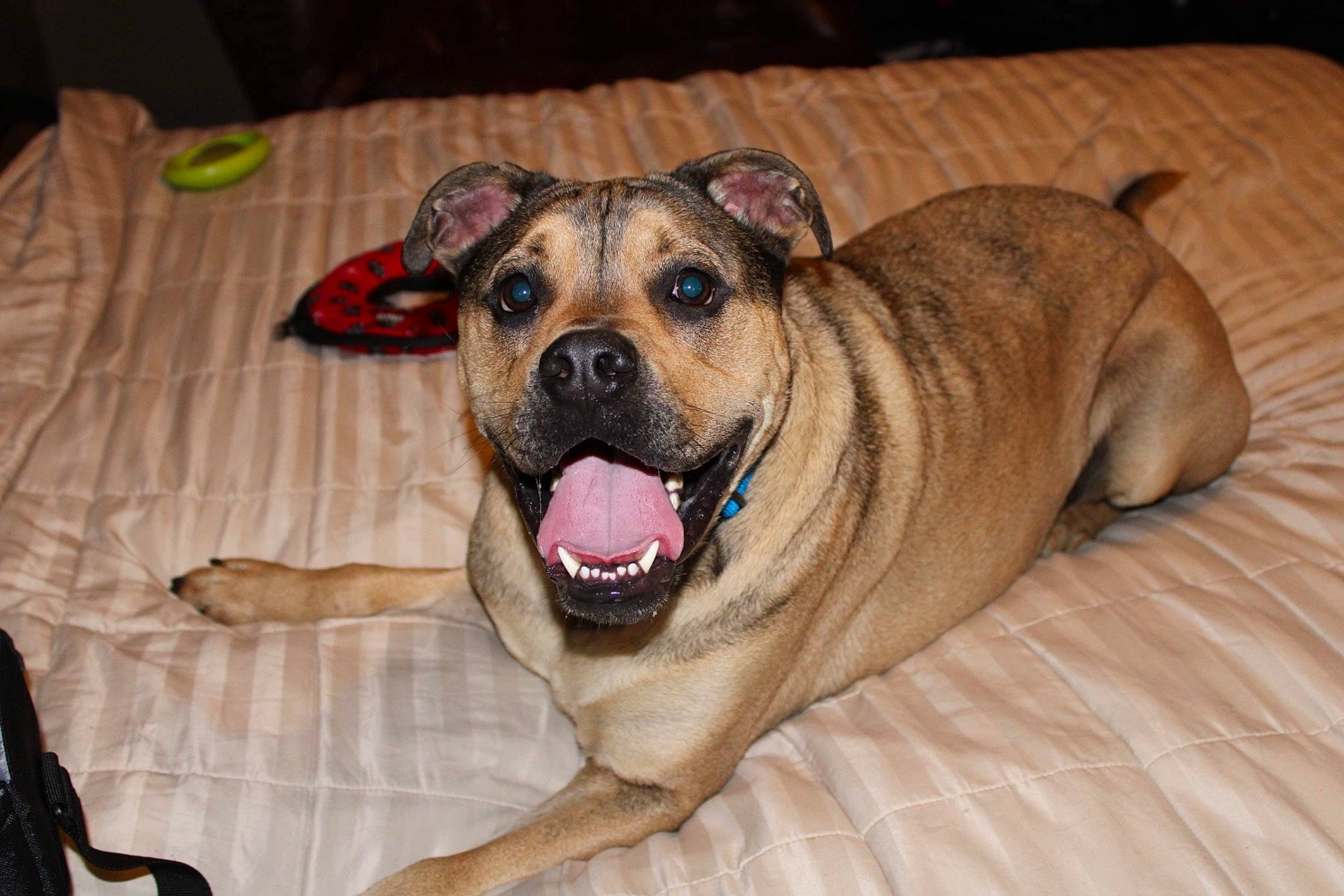 Toby is registered to the contest to win money with this photo: beige, canidae, carnivore, comfort, companion_dog, dog, dog_breed, fawn, guard_dog, iris, pet_supply, skin, snout, tongue, whiskers, working_animal, wrinkle