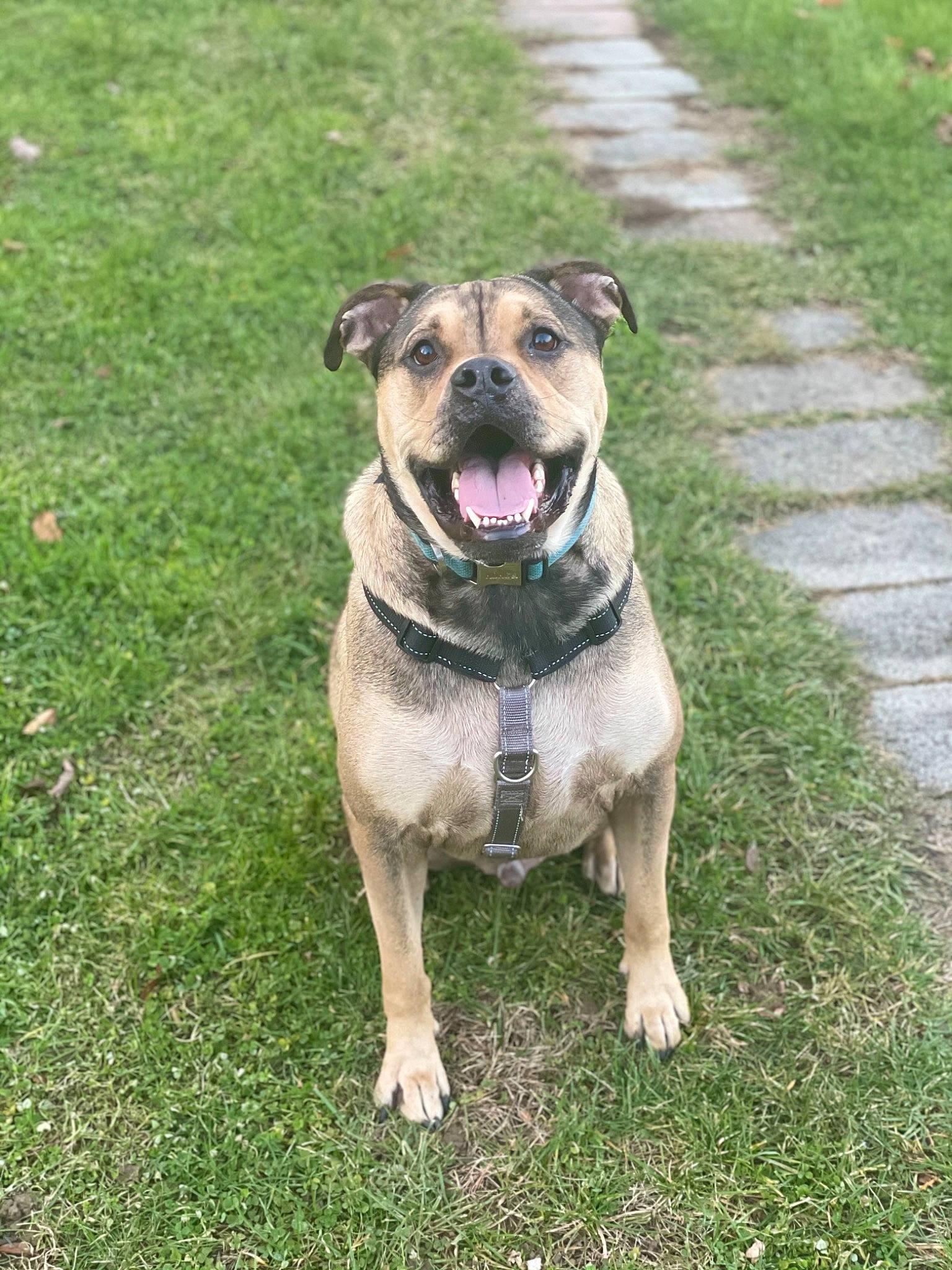 Toby is registered to the contest to win money with this photo: canidae, carnivore, collar, companion_dog, dog, dog_breed, dog_collar, dog_supply, fawn, grass, grass_family, groundcover, mammal, pet_supply, snout, sporting_group, tongue, whiskers, working_animal, working_dog