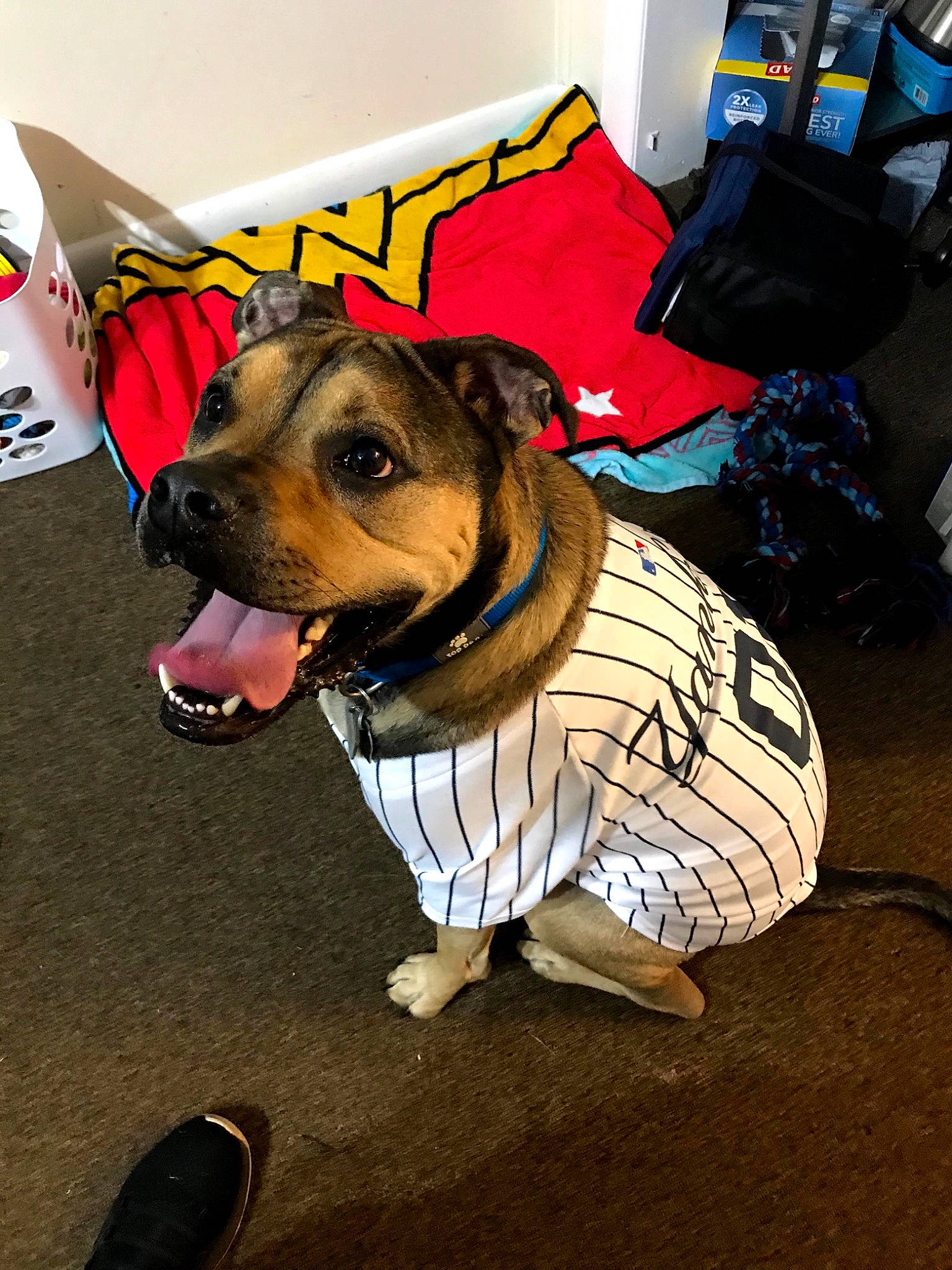 Toby joined the competition — help win amazing prizes! canidae, carnivore, coffeemaker, collar, companion_dog, corded_phone, dog, dog_breed, dog_clothes, dog_collar, dog_supply, leash, pet_supply, snout, telephone, telephony, walking_shoe, whiskers, working_animal