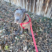 Harley joined the competition — help win amazing prizes! dog, puppy, gray_dog, blue_eyes, red_harness, red_leash, outdoor, leaves, dry_leaves, wooden_fence, pet, animal, sitting, curious, nature, fall, garden, canine, young_dog, domestic_animal