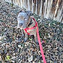 dog, puppy, gray_dog, blue_eyes, red_harness, red_leash, outdoor, leaves, dry_leaves, wooden_fence, pet, animal, sitting, curious, nature, fall, garden, canine, young_dog, domestic_animal