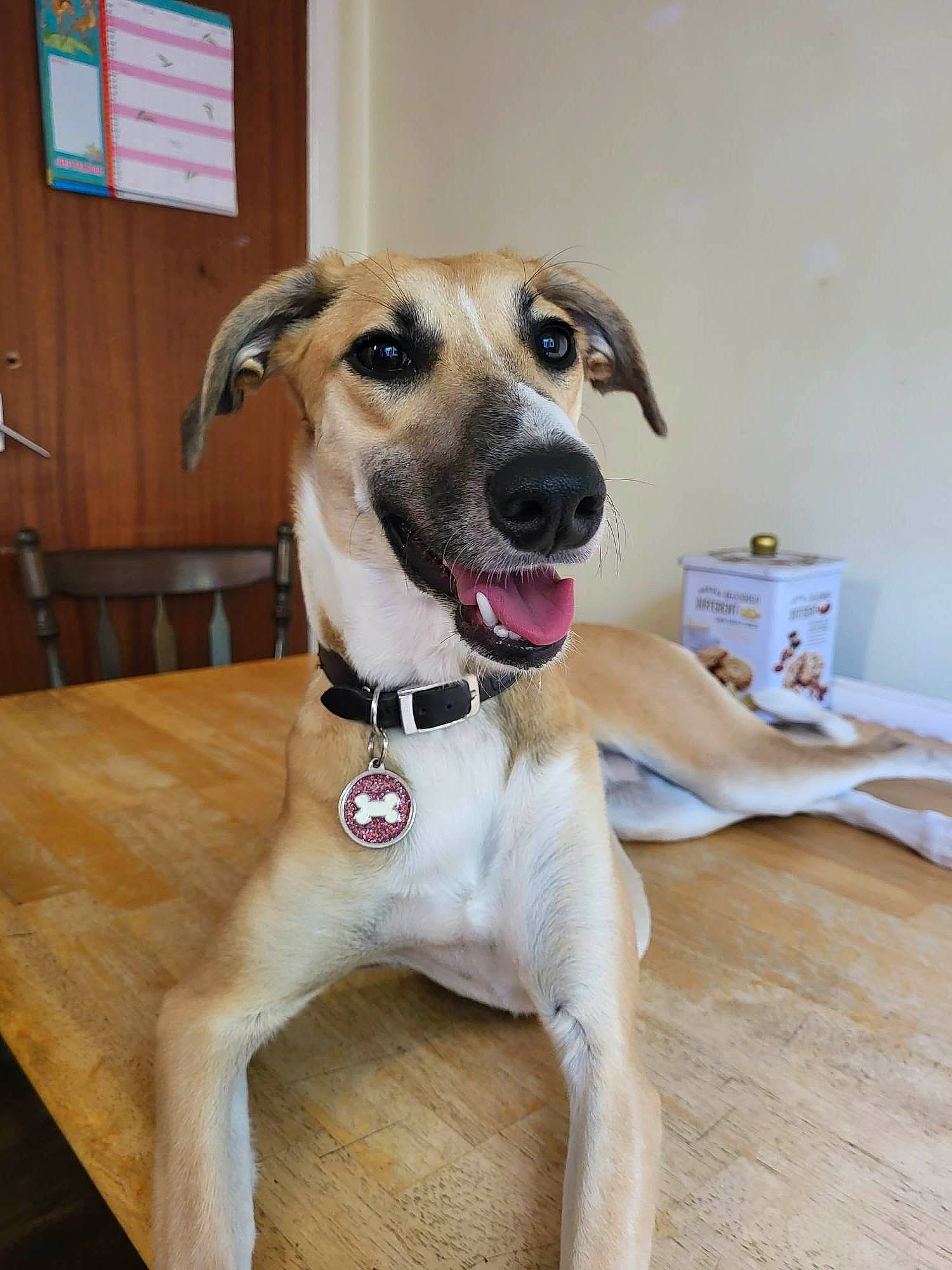 Poppy joined the competition — help win amazing prizes! canidae, carnivore, collar, companion_dog, dog, dog_breed, dog_collar, dog_supply, fawn, flooring, hardwood, pet_supply, sighthound, sporting_group, street_dog, table, whiskers, wood, working_animal, working_dog