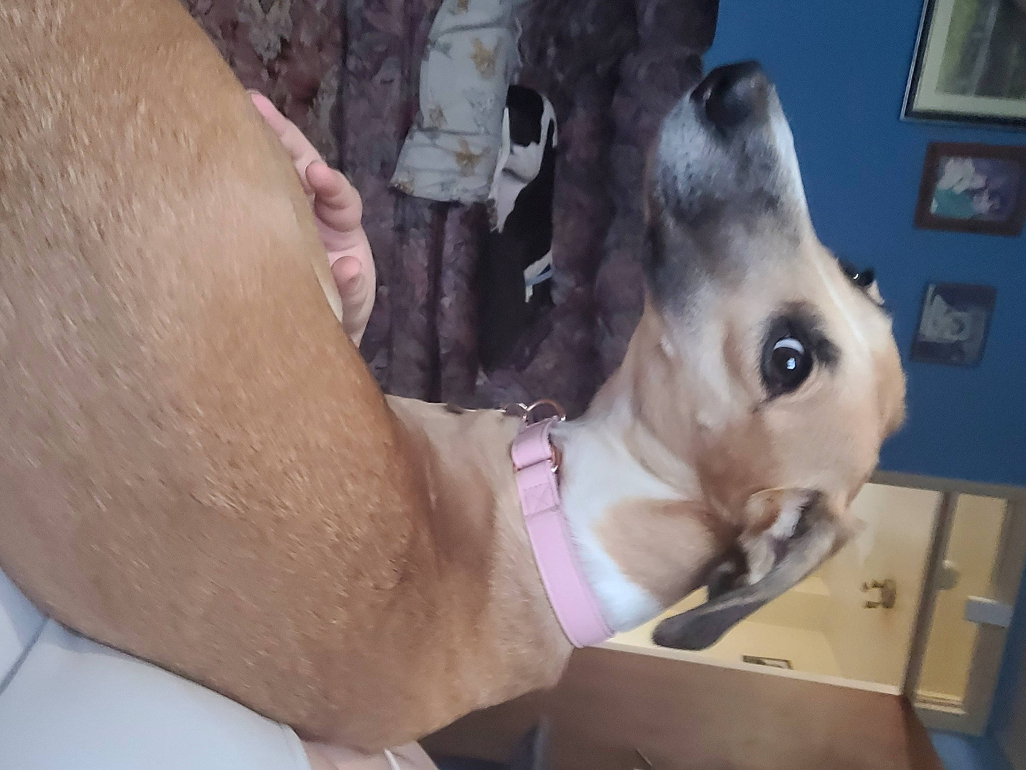 Poppy is registered to the contest to win money with this photo: abdomen, canidae, chest, companion_dog, dog, dog_breed, fawn, foot, fur, human_leg, knee, picture_frame, selfie, snout, stuffed_toy, thigh, trunk, whiskers, wood, working_animal