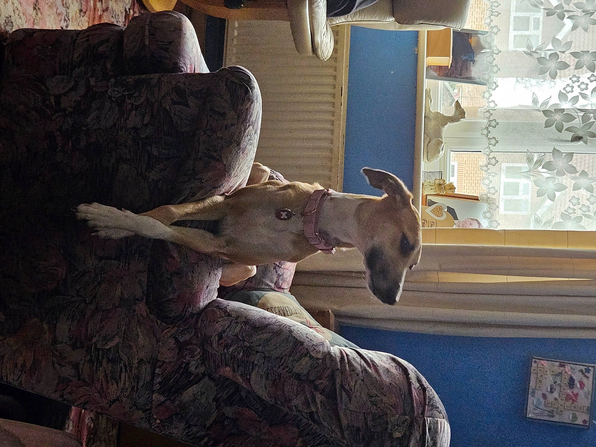 Poppy is registered to the contest to win money with this photo: art, carnivore, comfort, dog, dog_breed, fawn, flooring, goat_antelope, grey, hardwood, jaw, room, sculpture, snout, sporting_group, statue, tail, window, wood, working_animal