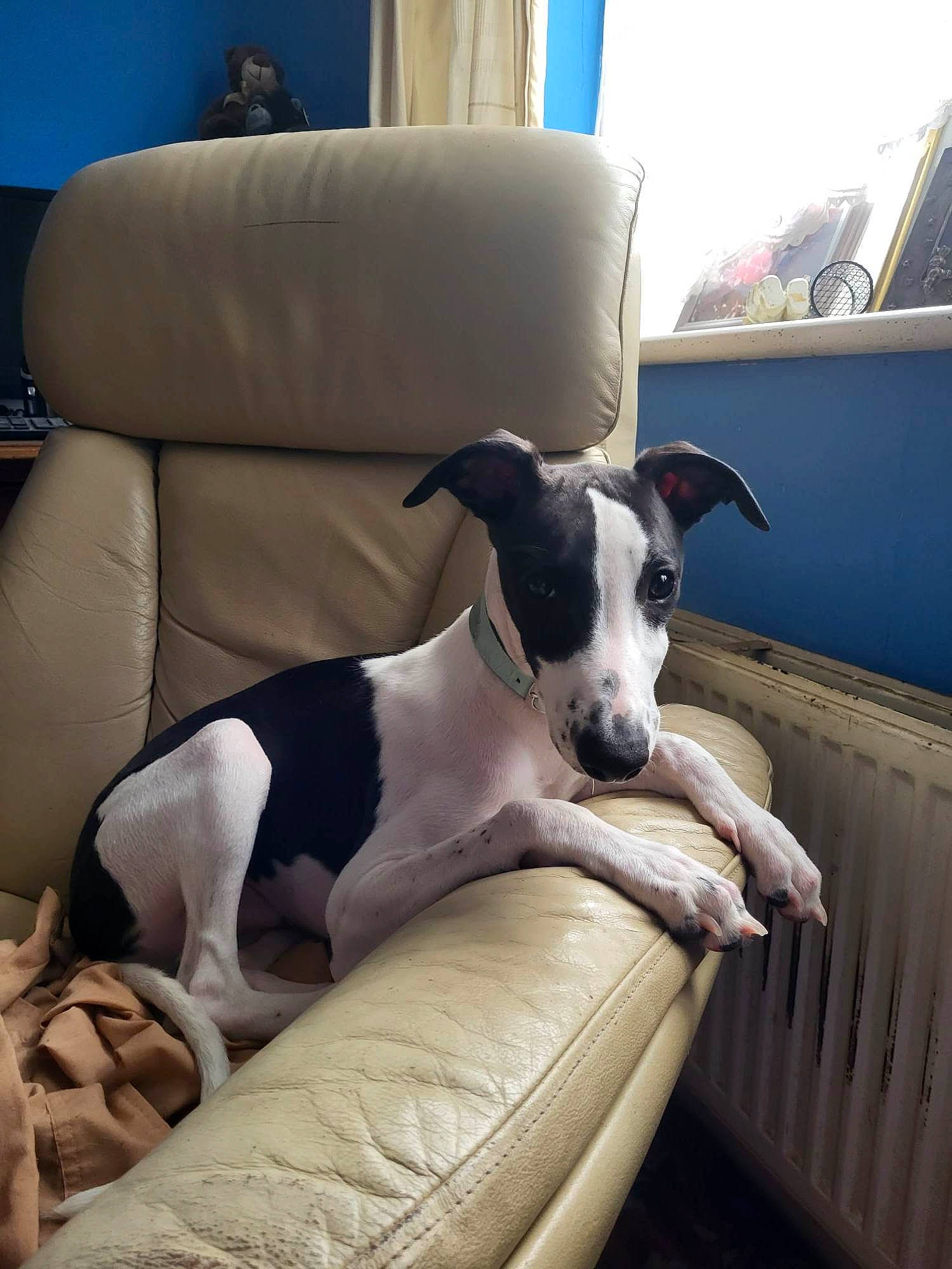 Polo is registered to the contest to win money with this photo: canidae, carnivore, chair, collar, comfort, companion_dog, couch, dog, dog_breed, fawn, non_sporting_group, pet_supply, sitting, snout, sporting_group, terrestrial_animal, window, working_animal