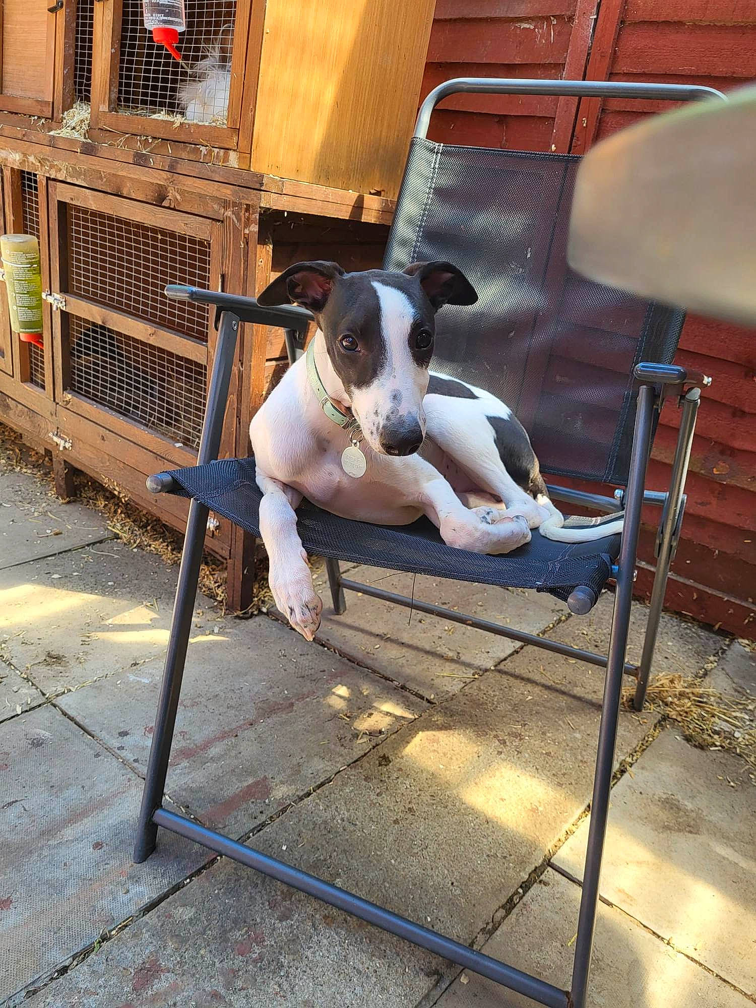 Polo is registered to the contest to win money with this photo: building, canidae, carnivore, collar, companion_dog, dog, dog_breed, dog_collar, dog_supply, fawn, floor, flooring, metal, pet_supply, sidewalk, snout, sporting_group, tail, wood, working_animal