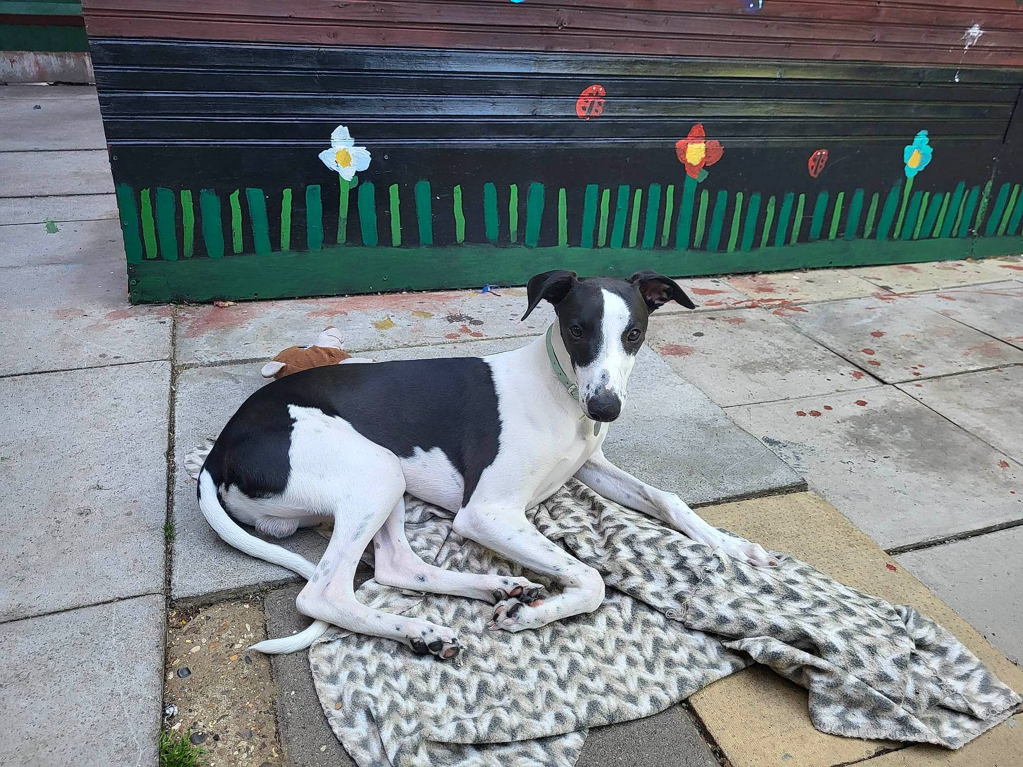 Polo is registered to the contest to win money with this photo: canidae, carnivore, collar, companion_dog, dog, dog_breed, dog_collar, dog_supply, flooring, great_dane, gun_dog, hunting_dog, non_sporting_group, pet_supply, sidewalk, snout, sporting_group, tail, terrestrial_animal, working_animal