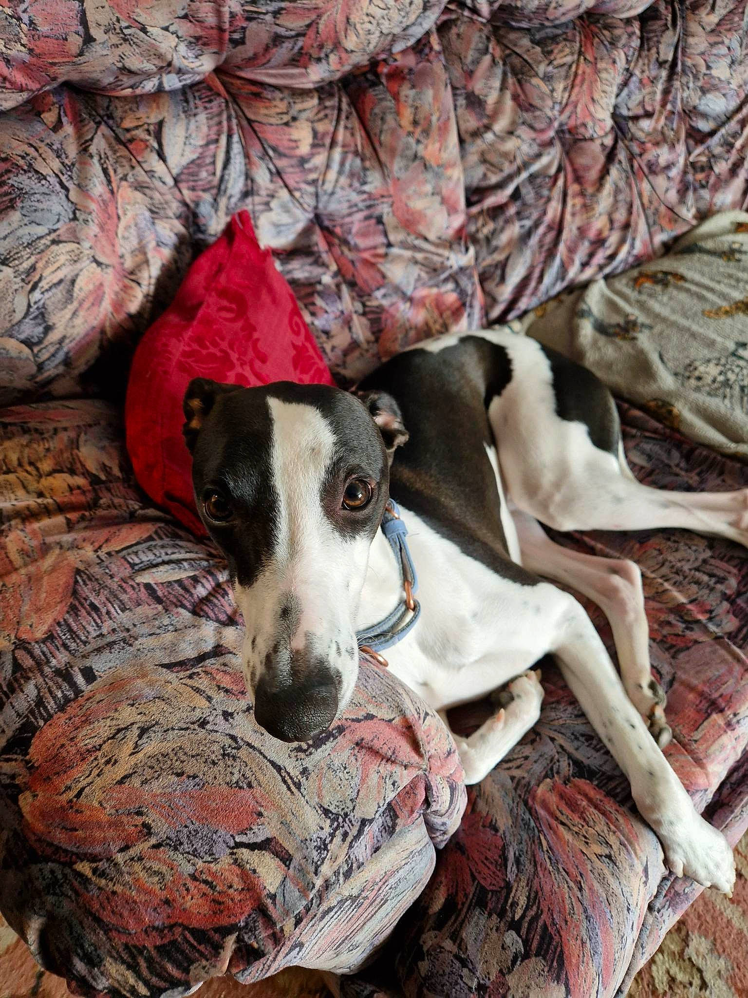 Polo joined the competition — help win amazing prizes! canidae, carnivore, comfort, companion_dog, dog, dog_breed, fawn, linens, non_sporting_group, pattern, rampur_greyhound, sighthound, snout, sporting_group, terrestrial_animal, wood, working_animal
