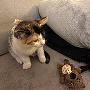 Automne participe au concours pour gagner de l'argent avec cette photo : calico_cat, kitten, plush_toy, beaver_toy, couch, grey_fabric, indoor, pet, animal, curious, small, whiskers, ears, fur, paws, side_view, cozy, soft_texture, home, playful