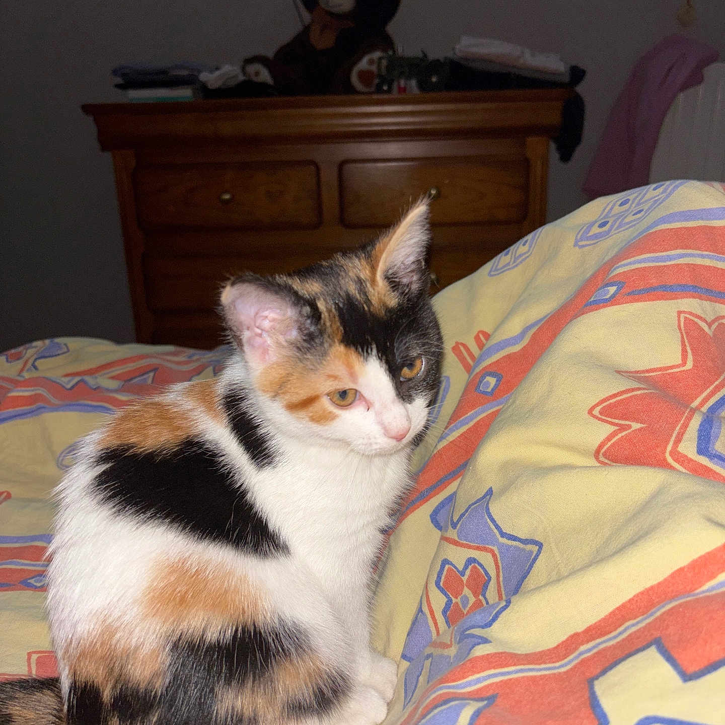 Automne a rejoint le concours — aidez-le/la à gagner de superbes lots ! animal, bed, blanket, calico, cat, colorful, cozy, cute, dresser, fur, furniture, home, indoor, kitten, patterned, pet, resting, small, teddy_bear, toy