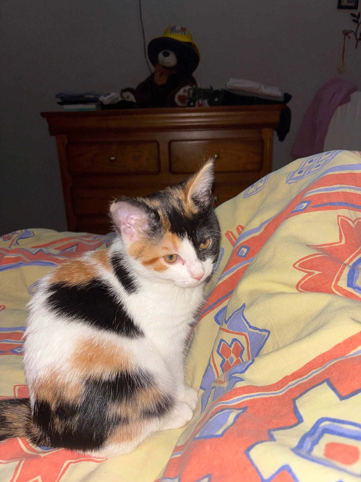 Automne a rejoint le concours — aidez-le/la à gagner de superbes lots ! cat, kitten, calico, animal, pet, bed, blanket, patterned, furniture, dresser, teddy_bear, toy, indoor, cute, fur, small, colorful, resting, cozy, home