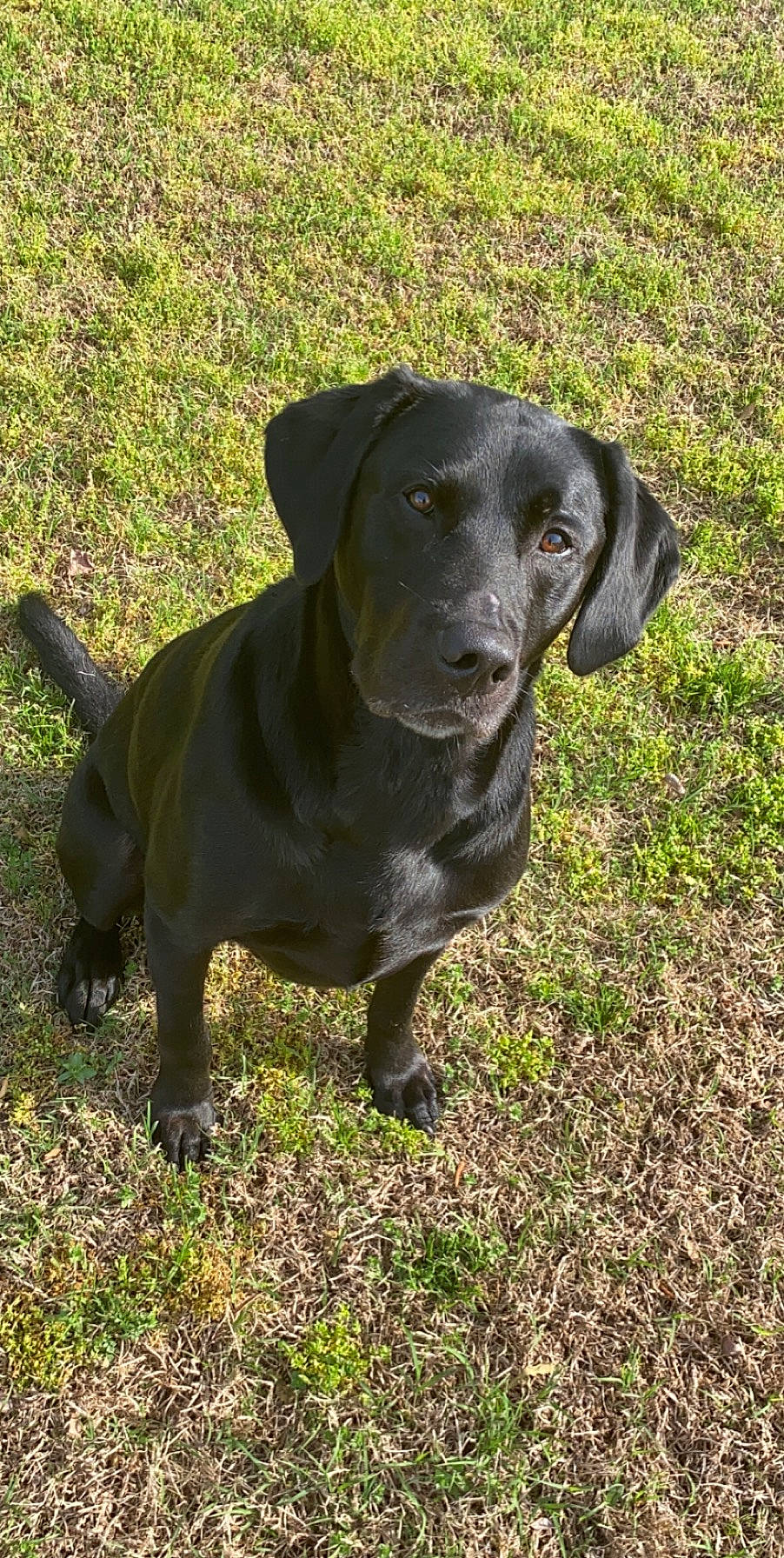 Mojo joined the competition — help win amazing prizes! beagador, canidae, carnivore, dog, dog_breed, field_trial, gun_dog, hunting_dog, labrador_retriever, liver, mammal, patterdale_terrier, pointing_breed, rare_breed_dog, retriever, snout, sporting_group, vertebrate, weimaraner