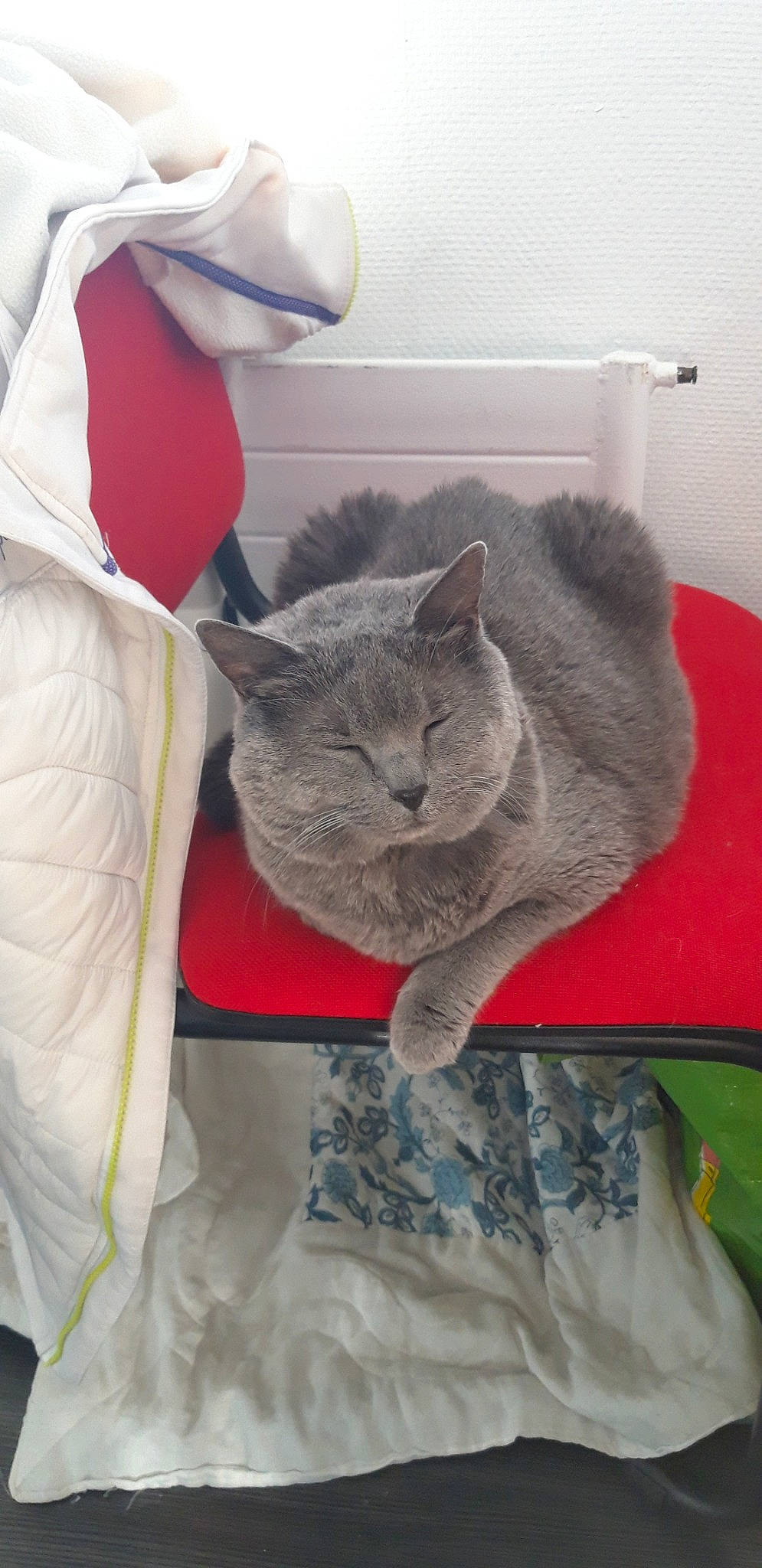 Elite participe au concours pour gagner de l'argent avec cette photo : asian, british_shorthair, carnivore, cat, chartreux, domestic_short_haired_cat, european_shorthair, felidae, kitten, korat, mammal, nebelung, russian_blue, small_to_medium_sized_cats, whiskers