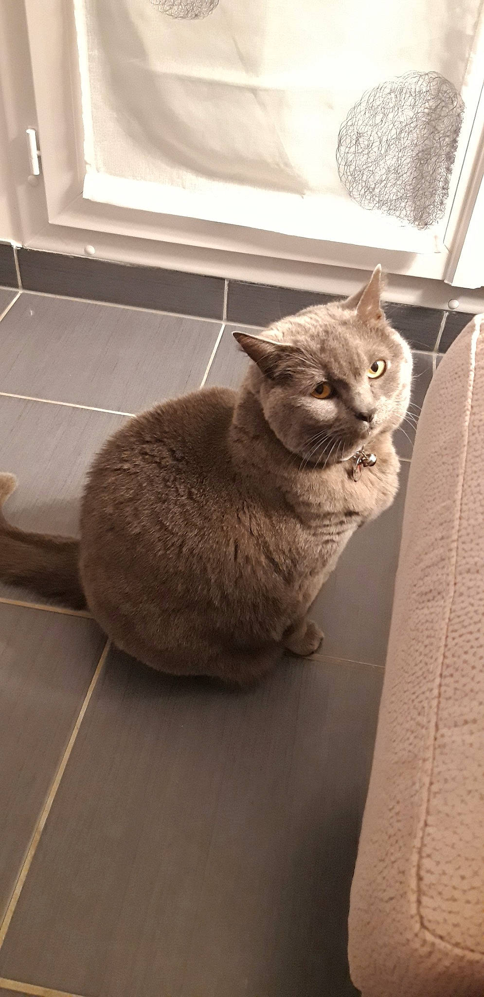 Elite a rejoint le concours — aidez-le/la à gagner de superbes lots ! asian, australian_mist, british_shorthair, carnivore, cat, chartreux, domestic_short_haired_cat, european_shorthair, fawn, felidae, german_rex, korat, mammal, small_to_medium_sized_cats, tabby_cat, vertebrate, whiskers