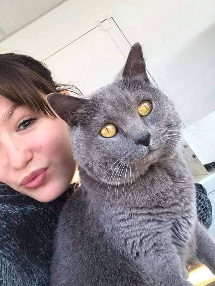 Elite a rejoint le concours — aidez-le/la à gagner de superbes lots ! black_cat, british_shorthair, carnivore, cat, chartreux, domestic_short_haired_cat, european_shorthair, felidae, korat, mammal, nebelung, russian_blue, small_to_medium_sized_cats, snout, vertebrate, whiskers