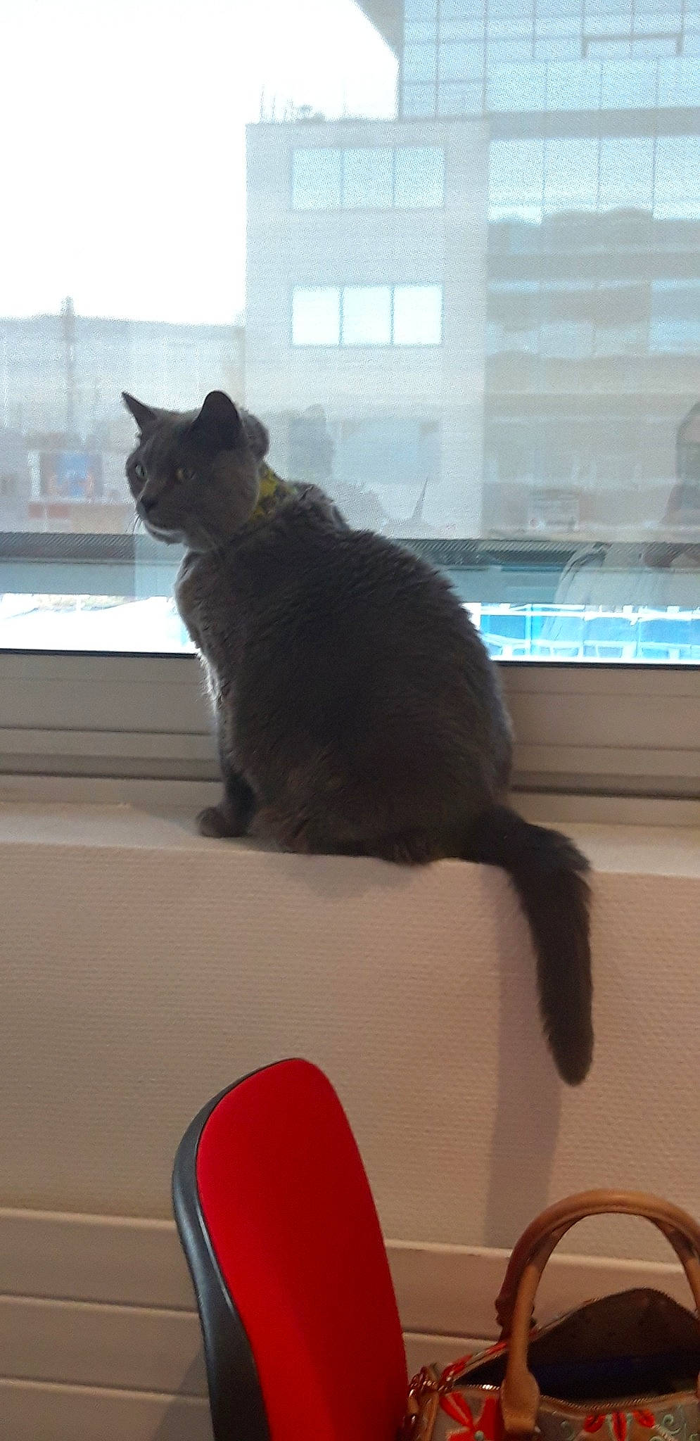 Elite a rejoint le concours — aidez-le/la à gagner de superbes lots ! black_cat, carnivore, cat, domestic_short_haired_cat, ear, felidae, kitten, paw, russian_blue, small_to_medium_sized_cats, tail, whiskers, window