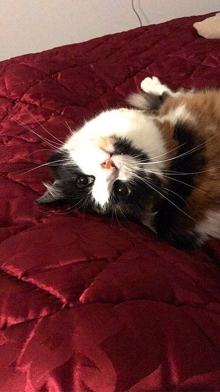 Luna a rejoint le concours — aidez-le/la à gagner de superbes lots ! carnivore, cat, domestic_long_haired_cat, felidae, fur, kitten, norwegian_forest_cat, persian, small_to_medium_sized_cats, snout, tail, whiskers