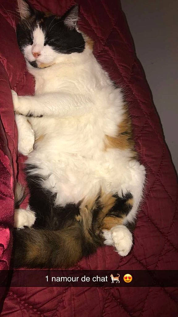 Luna a rejoint le concours — aidez-le/la à gagner de superbes lots ! carnivore, cat, domestic_long_haired_cat, felidae, fur, mammal, norwegian_forest_cat, paw, photo_caption, ragdoll, small_to_medium_sized_cats, tail, whiskers