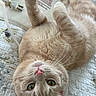 Mimi is registered to the contest to win money with this photo: cat, pet, animal, feline, cute, lying_down, quilt, whiskers, ears, green_eyes, pink_nose, paws, fur, domestic_animal, indoor, close_up, relaxing, playful, cord, electrical_plug