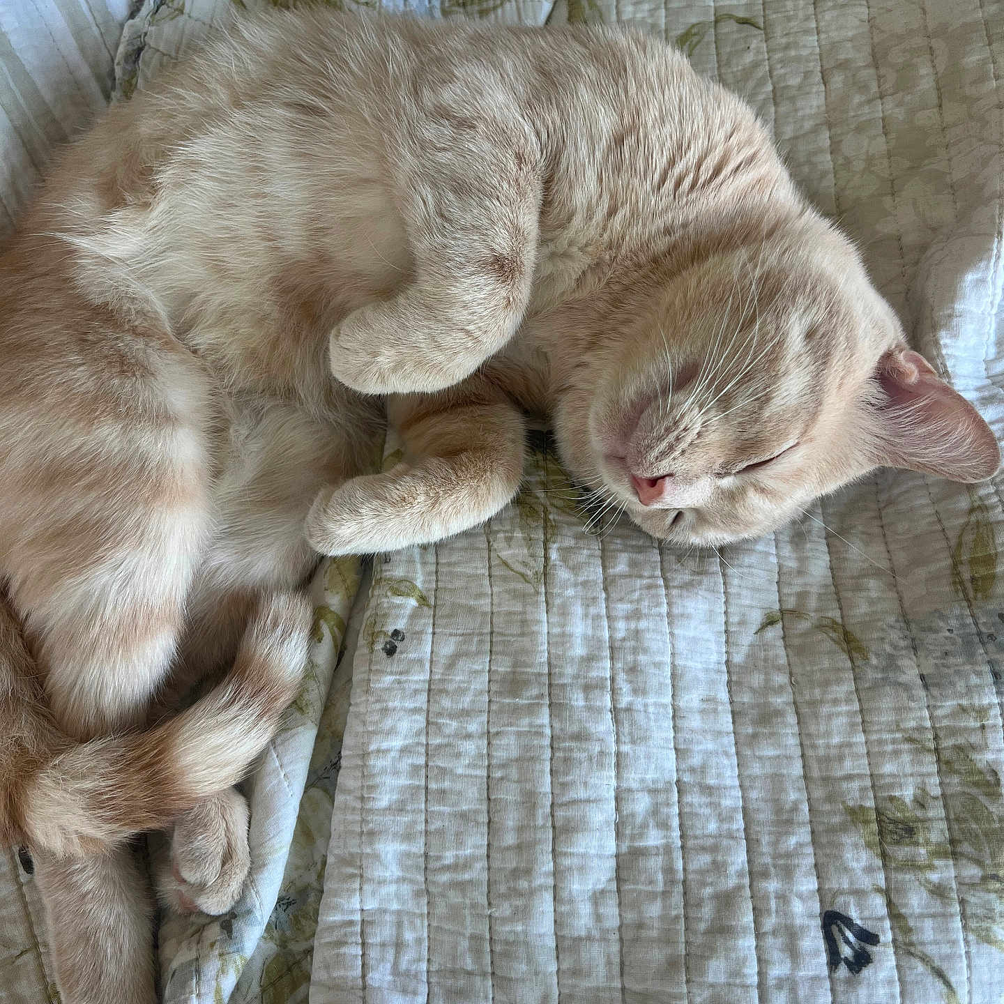 Mimi joined the competition — help win amazing prizes! cat, sleeping, fur, cream_color, quilt, bed, cozy, pet, animal, whiskers, relaxation, nap, curled_up, cute, soft, indoor, peaceful, domestic_cat, resting, feline