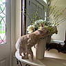 Mimi is registered to the contest to win money with this photo: cat, flower_vase, flowers, branch, table, mirror, window, indoor, curious_cat, pet, decor, light, reflection, furniture, plant, home, animal, white_flowers, green_leaves, orange_cat