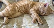 Mimi joined the competition — help win amazing prizes! cat, ginger_cat, sleeping, bed, striped_bedspread, feline, pet, animal, resting, cozy, fur, whiskers, paws, domestic_cat, cute, relaxed, indoor, soft, peaceful, nap