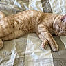 cat, ginger_cat, sleeping, bed, striped_bedspread, feline, pet, animal, resting, cozy, fur, whiskers, paws, domestic_cat, cute, relaxed, indoor, soft, peaceful, nap