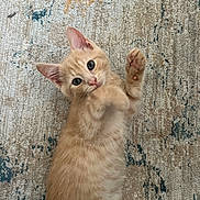Mimi is registered to the contest to win money with this photo: kitten, cat, orange_cat, pet, cute, fur, animal, indoor, carpet, pattern, paw, whiskers, ears, small, young, playful, cute_pet, adorable, lying_down, looking_up
