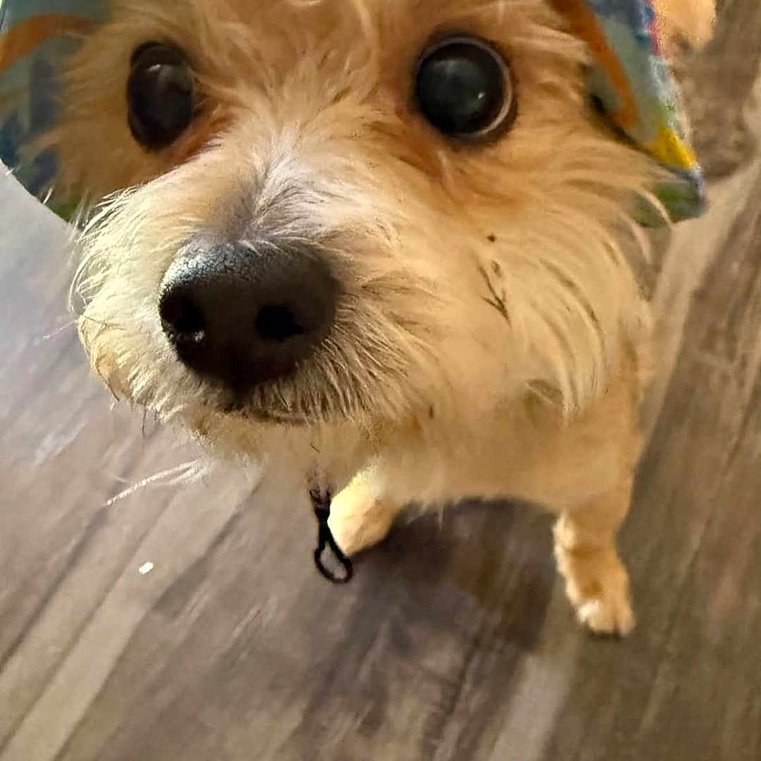 Mochi joined the competition — help win amazing prizes! dog, pet, hat, bucket_hat, curious, brown_fur, indoor, wooden_floor, close_up, adorable, animal, canine, cute, looking_up, face, ears, whiskers, snout, fur, domestic_animal