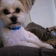 Saint is registered to the contest to win money with this photo: dog, small_dog, fluffy, blue_collar, couch, indoor, pet, relaxing, fur, animal, close_up, living_room, domestic, companion, cute, soft, seated, brown, white, blurred_background