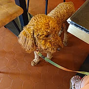 Aimy participe au concours pour gagner de l'argent avec cette photo : animal, brown, casual, closeup, companion, curly_hair, dog, domestic, floor, footwear, furniture_leg, indoors, leash, orange, person, pet, sandal, side_view, tile_floor, toes