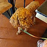 animal, brown, casual, closeup, companion, curly_hair, dog, domestic, floor, footwear, furniture_leg, indoors, leash, orange, person, pet, sandal, side_view, tile_floor, toes