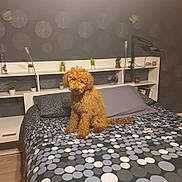 Aimy participe au concours pour gagner de l'argent avec cette photo : dog, bed, bedspread, pillow, lamp, shelf, plant, decor, brown_dog, curly_fur, indoor, floor, wallpaper, modern, room, furniture, resting, pet, cozy, home