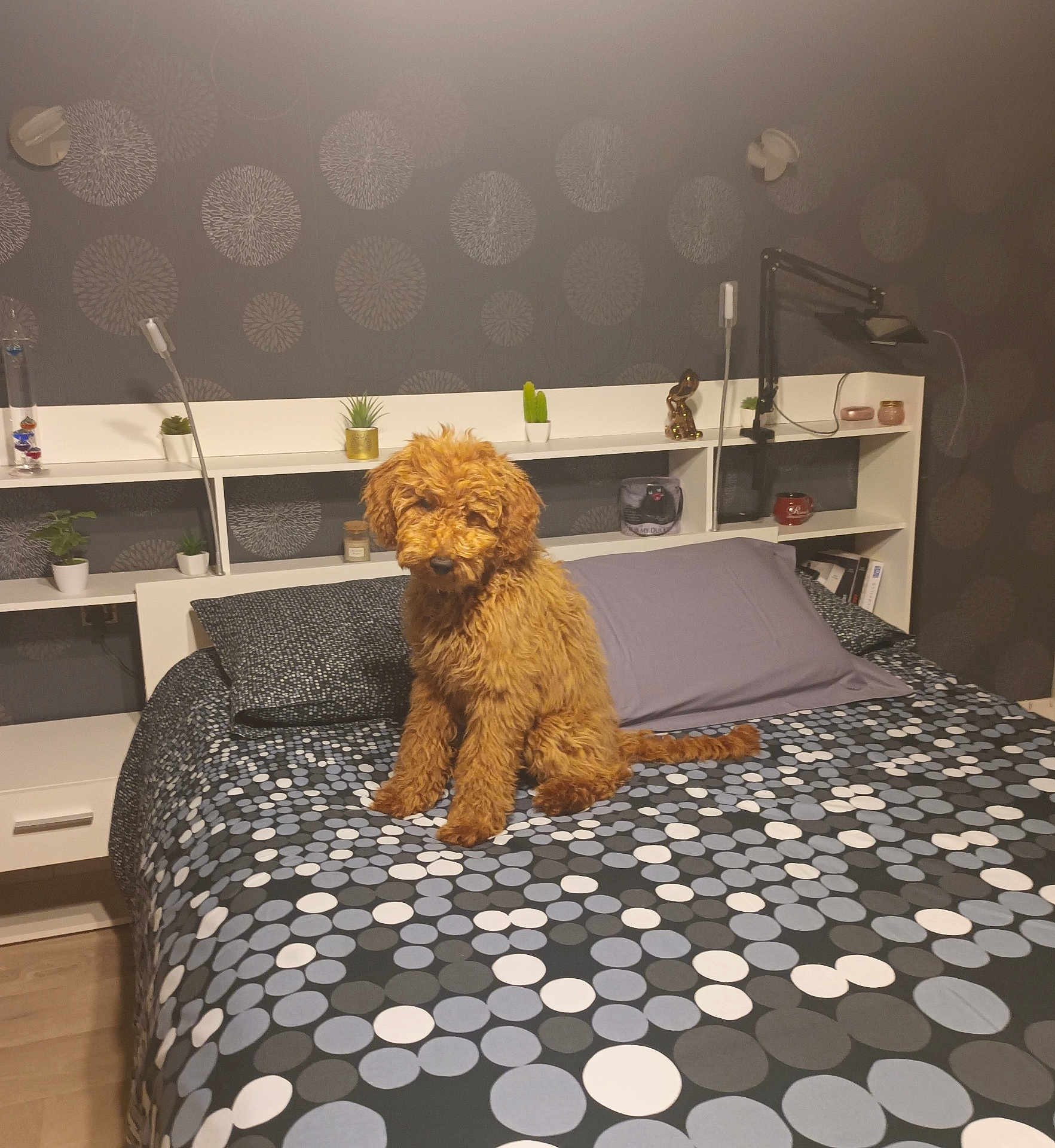 Aimy participe au concours pour gagner de l'argent avec cette photo : dog, bed, bedspread, pillow, lamp, shelf, plant, decor, brown_dog, curly_fur, indoor, floor, wallpaper, modern, room, furniture, resting, pet, cozy, home
