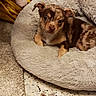 Blue participe au concours pour gagner de l'argent avec cette photo : puppy, dog, pet_bed, fluffy, cozy, indoor, carpet, terrazzo_floor, brown_spotted, cute, small_dog, relaxed, looking_up, animal, young, domestic_animal, furry, bed, yellow_fabric, comfort