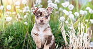 Blue a rejoint le concours — aidez-le/la à gagner de superbes lots ! puppy, dog, blue_eyes, flowers, greenery, nature, outdoor, cute, young_animal, grass, plants, sunlight, pet, animal, fur, adorable, portrait, small_dog, summer, background_blur