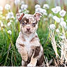 puppy, dog, blue_eyes, flowers, greenery, nature, outdoor, cute, young_animal, grass, plants, sunlight, pet, animal, fur, adorable, portrait, small_dog, summer, background_blur