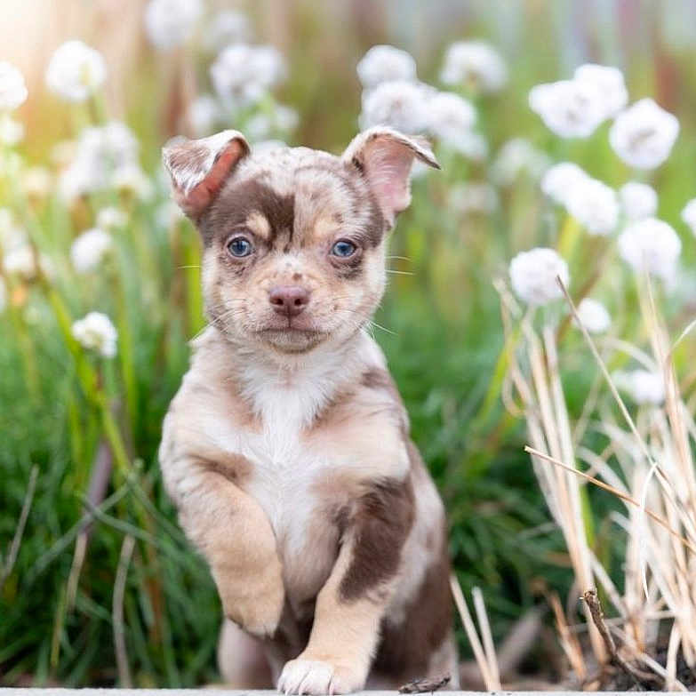 Blue a rejoint le concours — aidez-le/la à gagner de superbes lots ! puppy, dog, blue_eyes, flowers, greenery, nature, outdoor, cute, young_animal, grass, plants, sunlight, pet, animal, fur, adorable, portrait, small_dog, summer, background_blur
