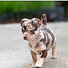 Blue participe au concours pour gagner de l'argent avec cette photo : puppy, dog, animal, pet, cute, walking, outdoor, young, merle, fur, ears, eyes, tail, pavement, blurred_background, small, adorable, canine, nature, walking_dog