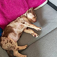 Blue a rejoint le concours — aidez-le/la à gagner de superbes lots ! dog, sleeping, couch, indoor, pet, relaxed, resting, pink_towel, gray_fabric, spotted_fur, paw, cute, animal, canine, furry, nap, cozy, domestic, fur_pattern, small_dog