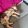 dog, sleeping, couch, indoor, pet, relaxed, resting, pink_towel, gray_fabric, spotted_fur, paw, cute, animal, canine, furry, nap, cozy, domestic, fur_pattern, small_dog