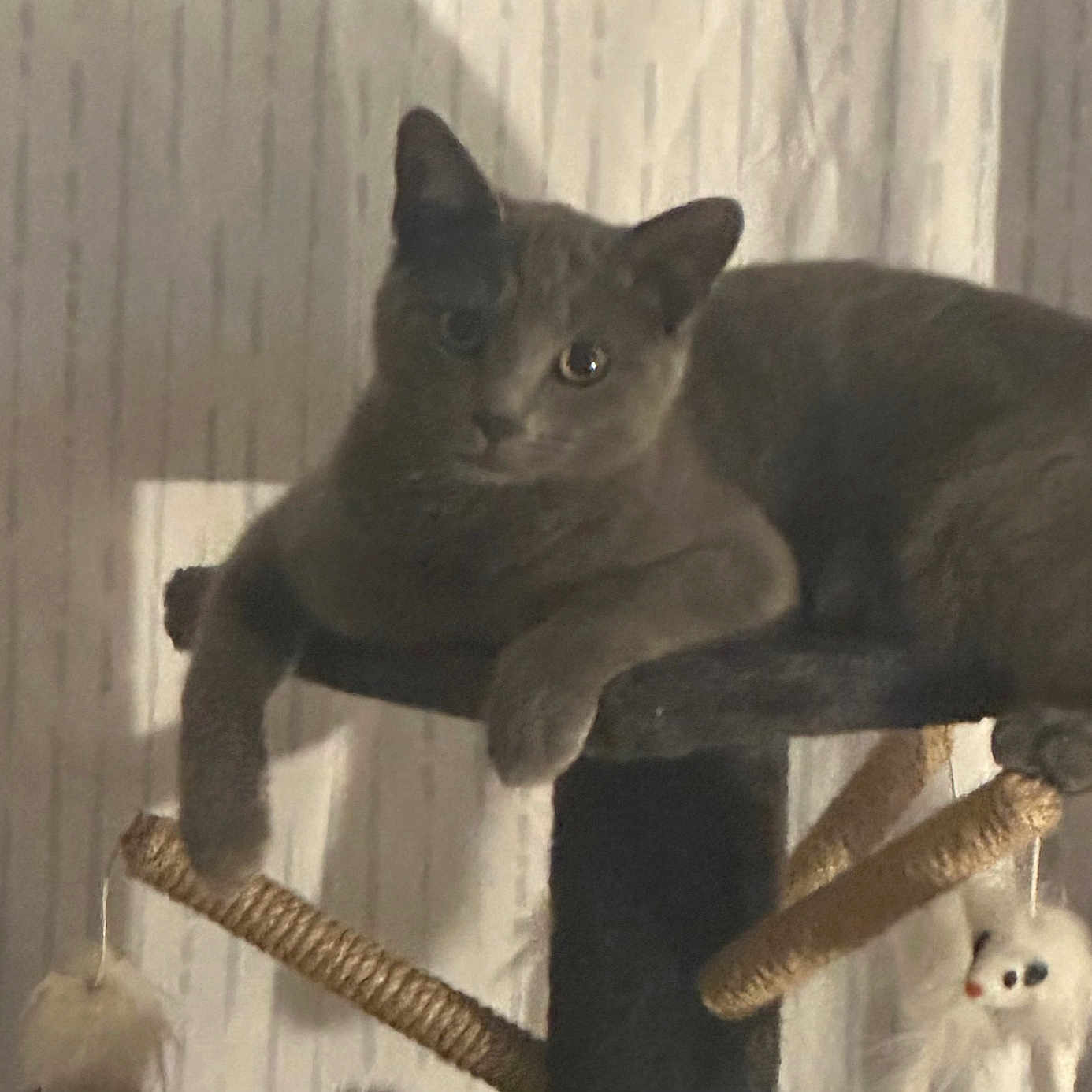 Desarona joined the competition — help win amazing prizes! animal, cat, cat_tree, cozy, curtains, dangling, domestic, feline, fuzzy_toy, gray_cat, hanging, household, indoor, low_light, paw, pet, relaxed, resting, shadow, toy_mouse