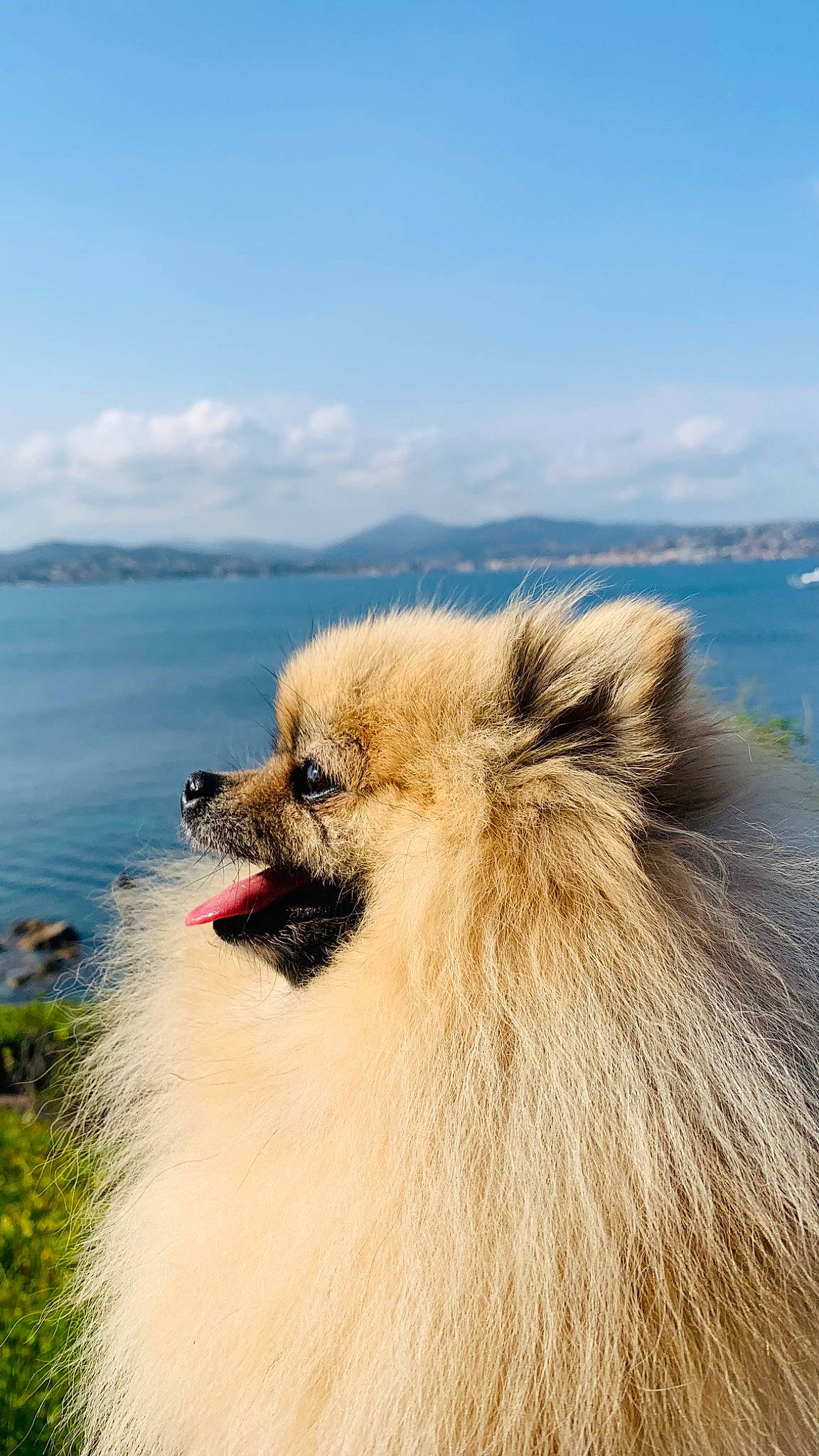 Lolly participe au concours pour gagner de l'argent avec cette photo : beach, carnivore, cloud, companion_dog, dog, dog_breed, fawn, fur, horizon, lake, landscape, ocean, sky, spitz, tourism, travel, tropics, water, wildlife, working_animal