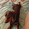 Chippi is registered to the contest to win money with this photo: animal, brown, carpet, companion, cozy, curious, cute, dachshund, dog, ears, floor, home, indoor, leg, looking_up, paw, pet, small_dog, stretching, toy
