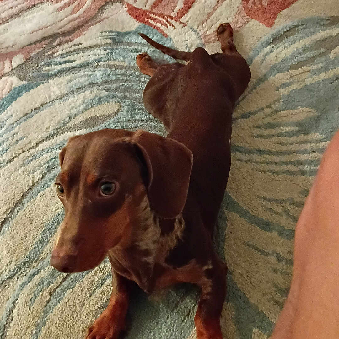 Chippi is registered to the contest to win money with this photo: animal, brown, carpet, companion, cozy, curious, cute, dachshund, dog, ears, floor, home, indoor, leg, looking_up, paw, pet, small_dog, stretching, toy