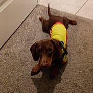 Chippi is registered to the contest to win money with this photo: animal, brown_dog, canine, carpet, casual, curious, dachshund, dog, domestic_animal, door, floor, house, indoor, looking_up, lying_down, pet, puppy, red_shirt, small_dog, yellow_shirt
