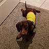 animal, brown_dog, canine, carpet, casual, curious, dachshund, dog, domestic_animal, door, floor, house, indoor, looking_up, lying_down, pet, puppy, red_shirt, small_dog, yellow_shirt