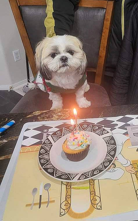 Thor is registered to the contest to win money with this photo: baked_goods, birthday, birthday_cake, birthday_candle, cake, cake_decorating, cake_decorating_supply, candle, carnivore, chair, companion_dog, dog, dog_breed, food, plate, sugar_cake, sweetness, table, tableware, toy_dog